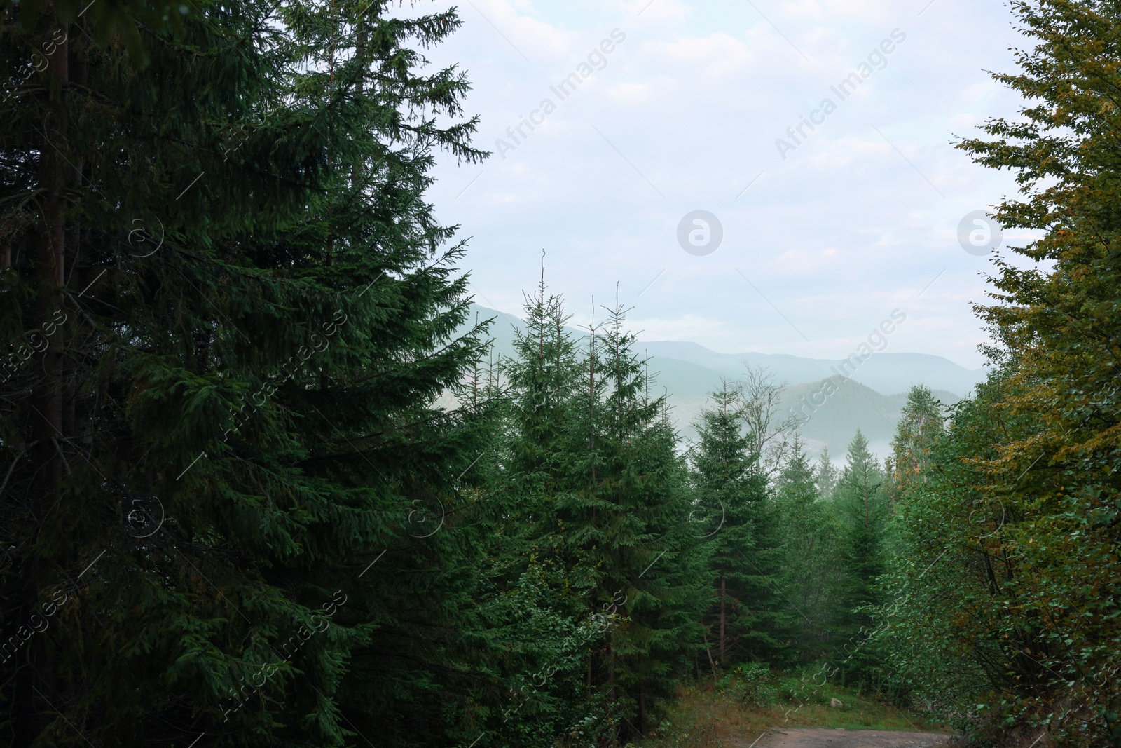 Photo of Beautiful conifer trees in forest covered with fog