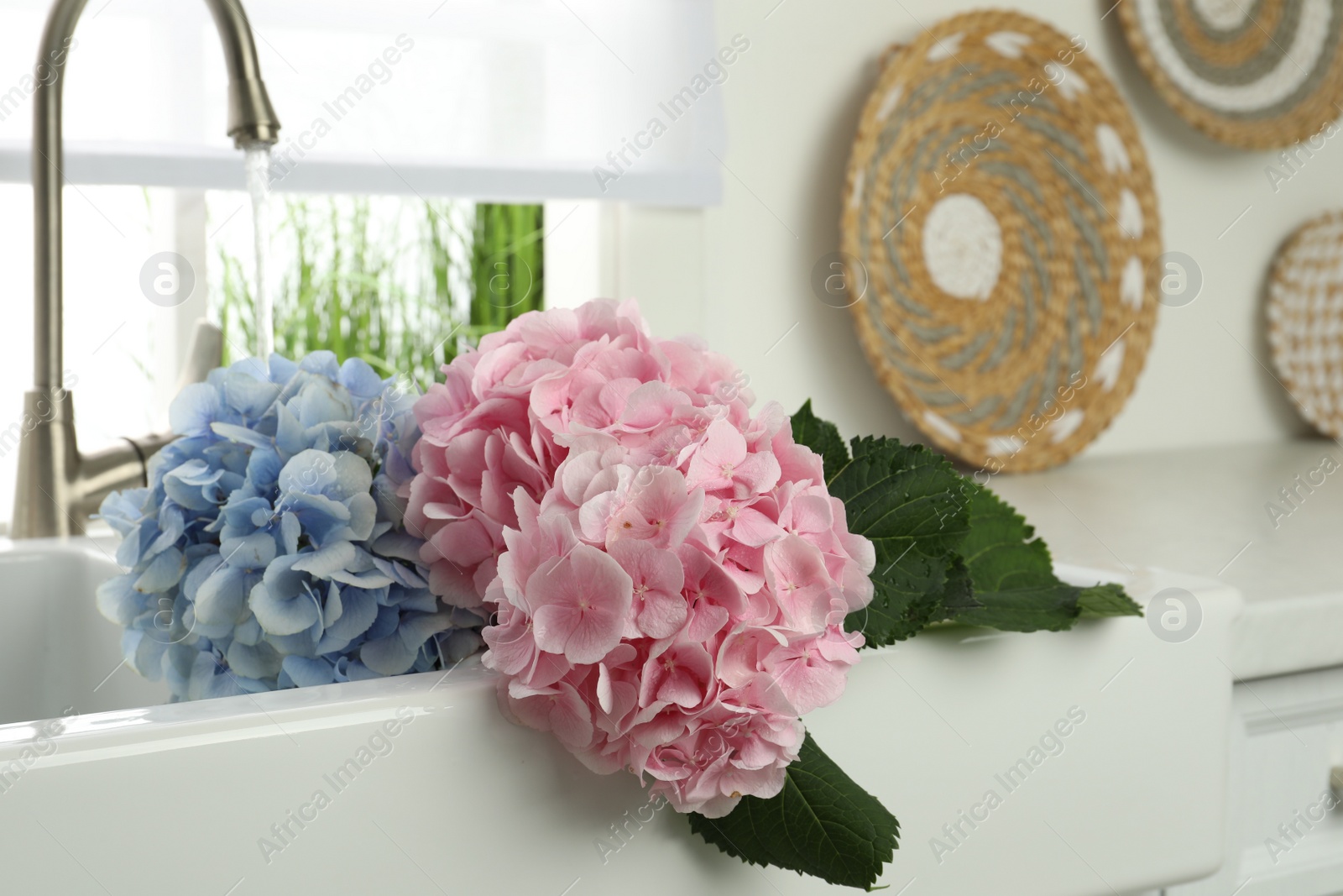 Photo of Beautiful light blue and pink hortensia flowers in kitchen sink