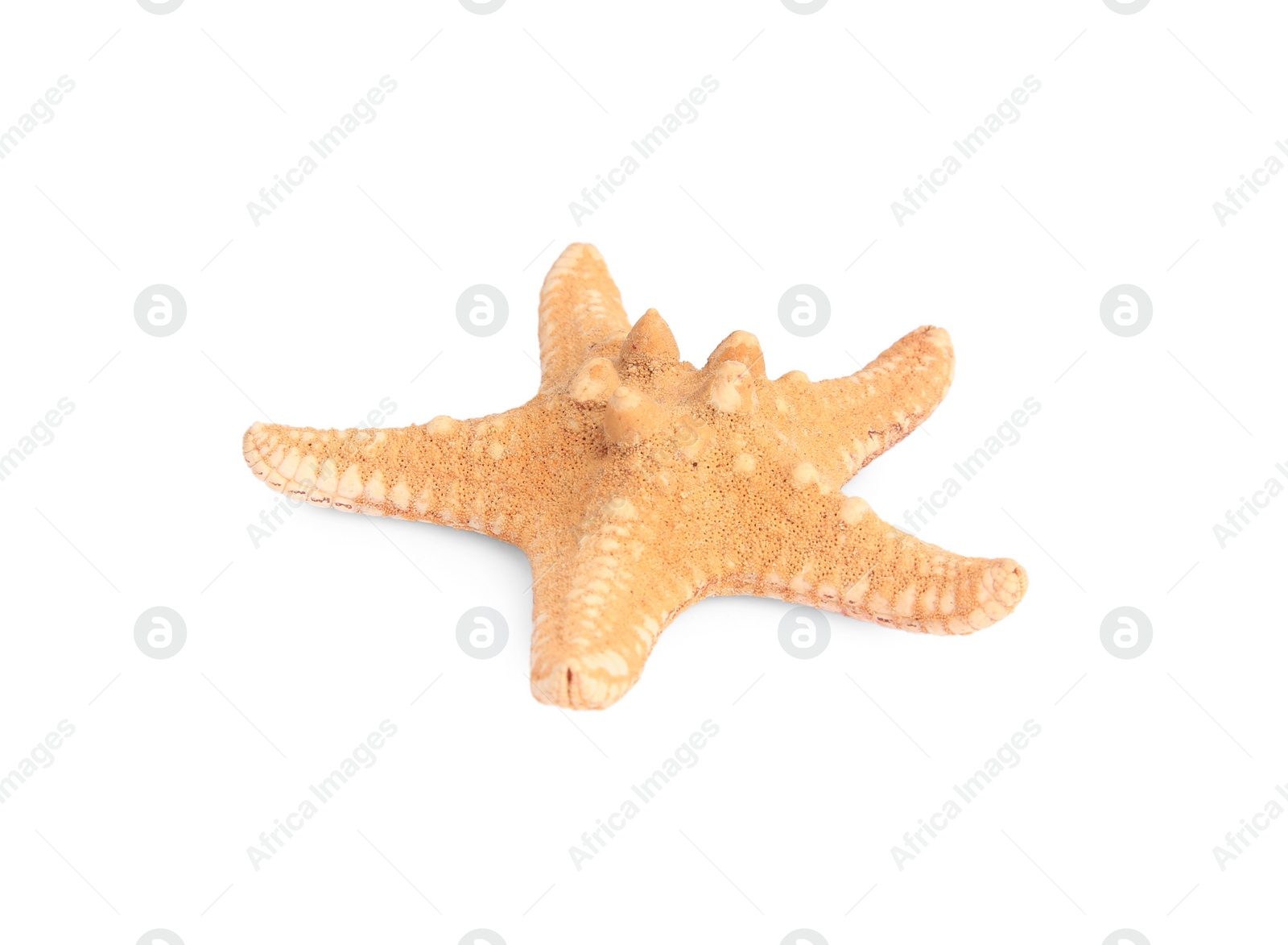 Photo of Beautiful sea star (starfish) isolated on white