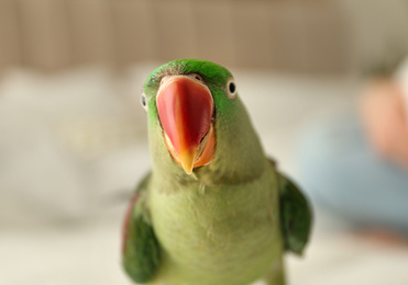 Beautiful Alexandrine parakeet on blurred background. Cute pet