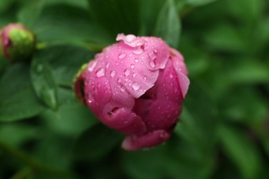 Photo of Beautiful pink peony bud with dew drops outdoors, closeup