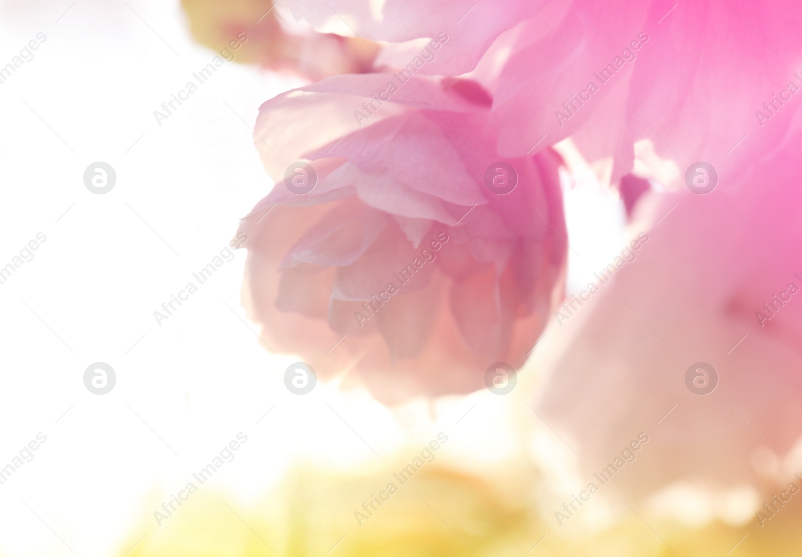 Image of Closeup view of blossoming spring tree outdoors, toned in yellow and pink