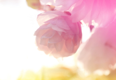 Image of Closeup view of blossoming spring tree outdoors, toned in yellow and pink