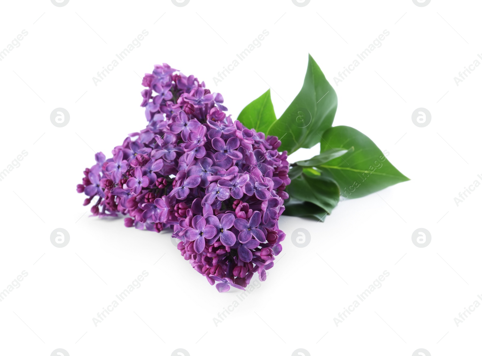 Photo of Beautiful blossoming lilac branch with leaves isolated on white