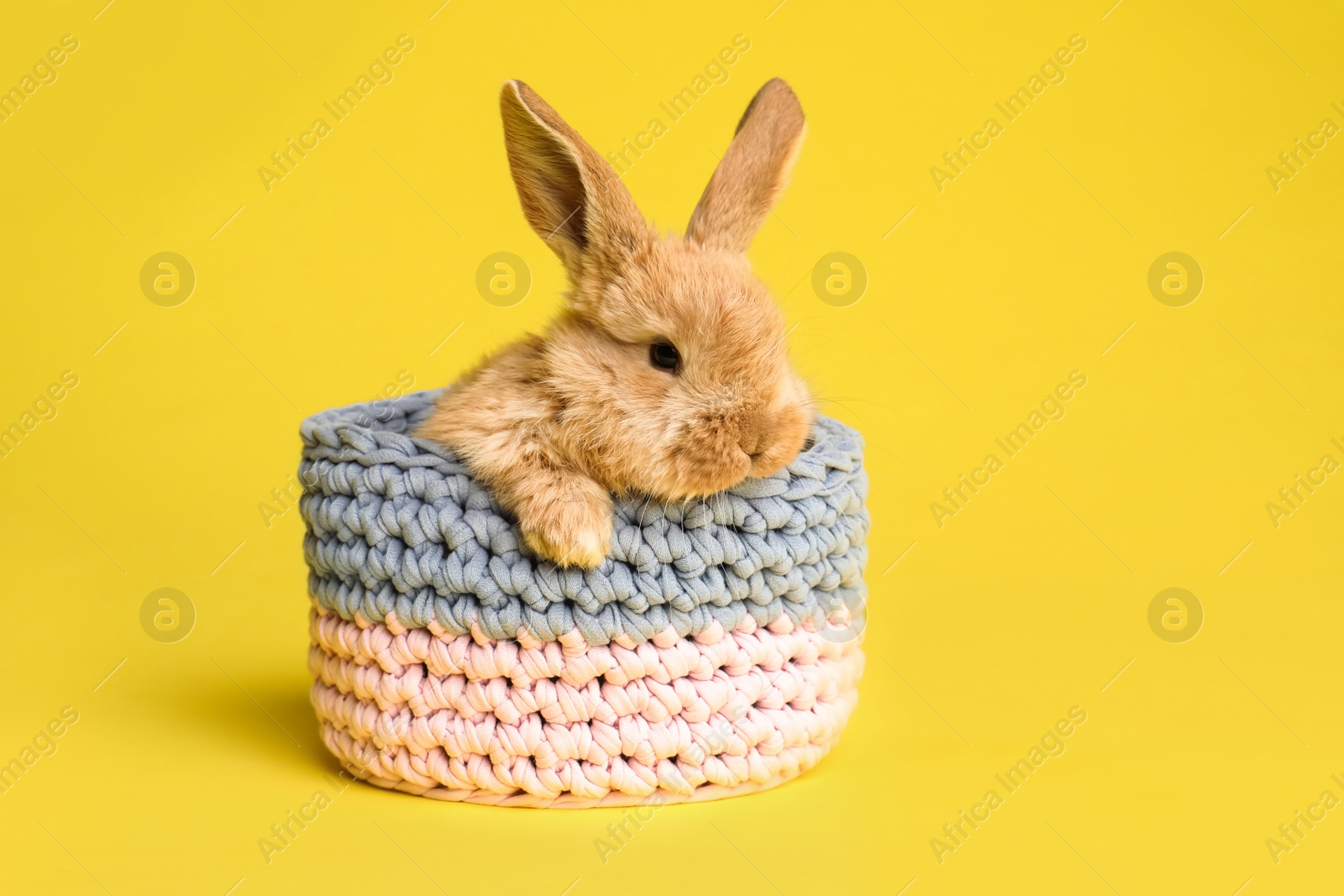 Photo of Adorable furry Easter bunny in basket on color background, space for text