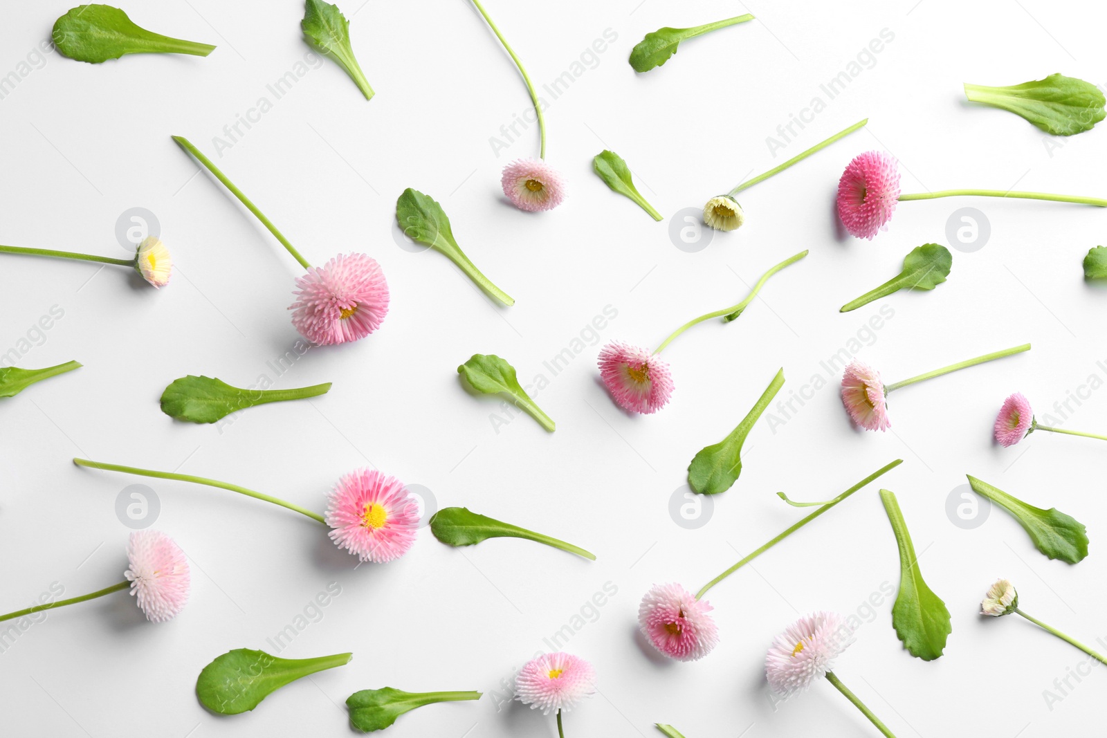 Photo of Flat lay composition with blooming daisies on white background. Spring flowers