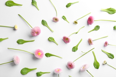 Flat lay composition with blooming daisies on white background. Spring flowers