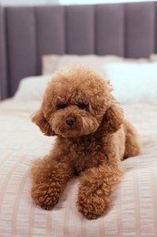 Photo of Cute Maltipoo dog on soft bed, closeup. Lovely pet