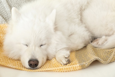 Adorable Samoyed dog sleeping on soft blanket