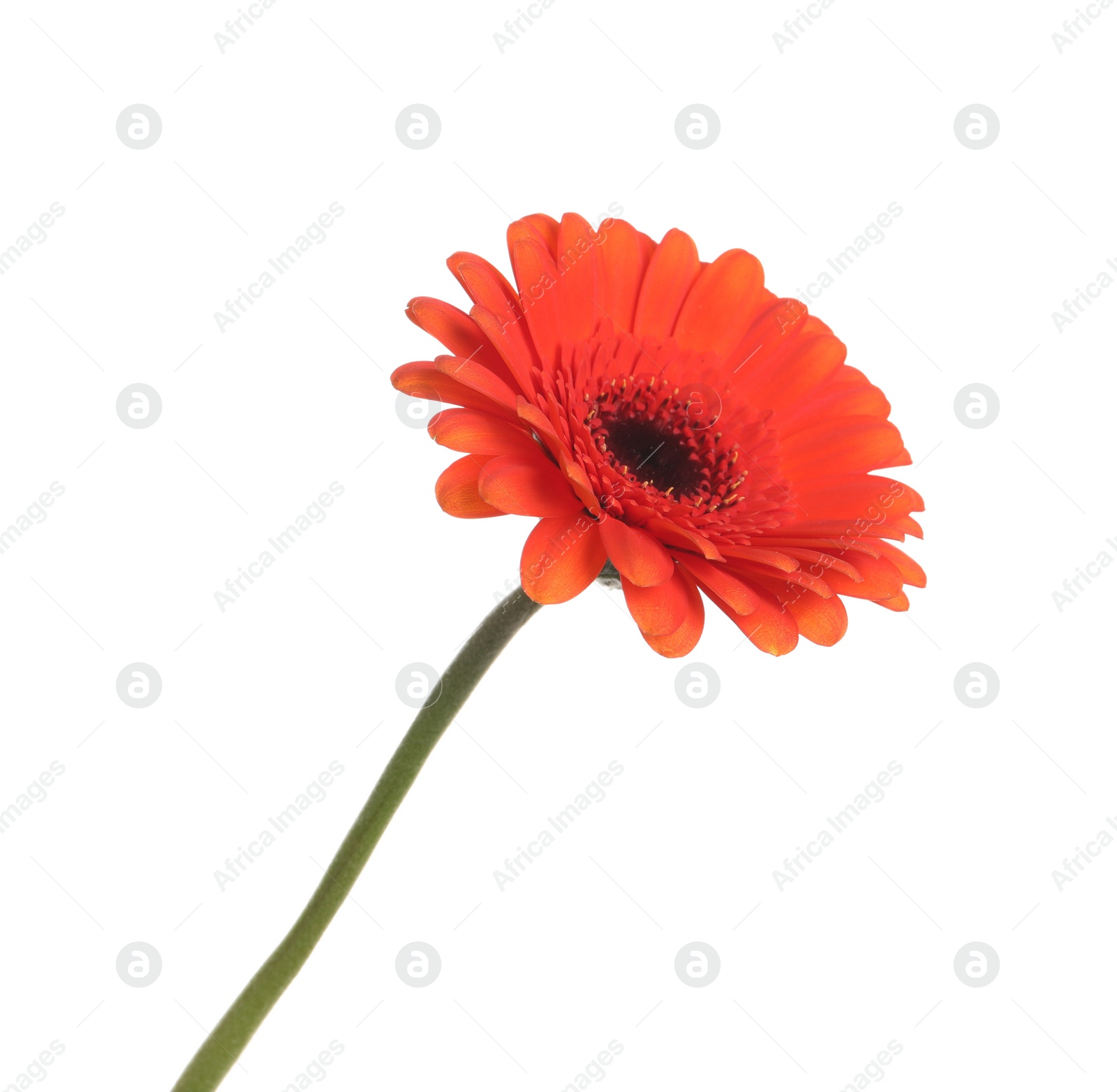 Photo of Beautiful orange gerbera flower isolated on white