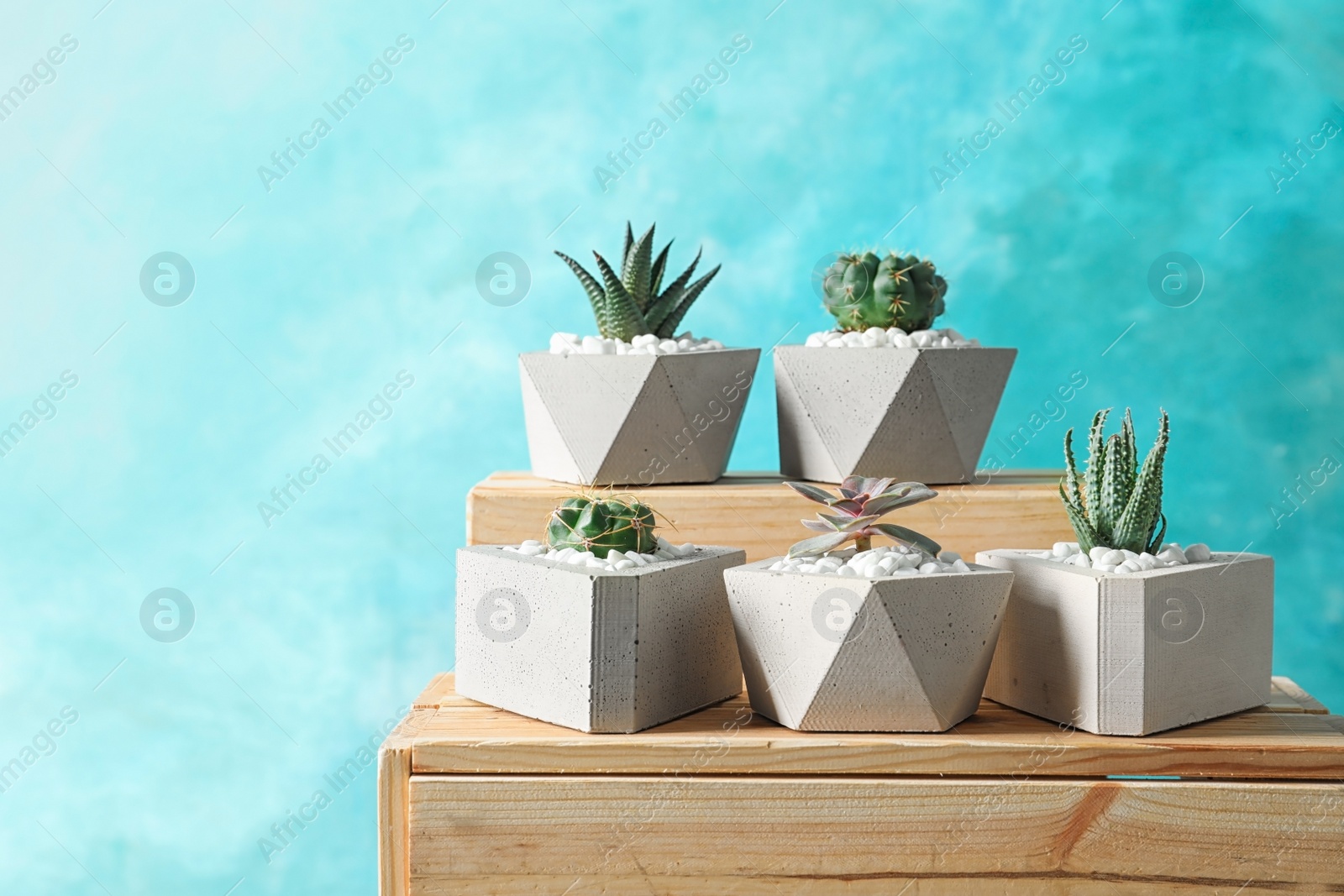 Photo of Beautiful succulent plants in stylish flowerpots on wooden crates against blue background, space for text. Home decor