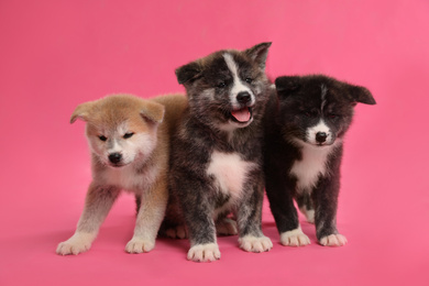 Photo of Cute Akita inu puppies on pink background. Friendly dogs