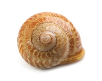Photo of Common garden snail in shell on white background
