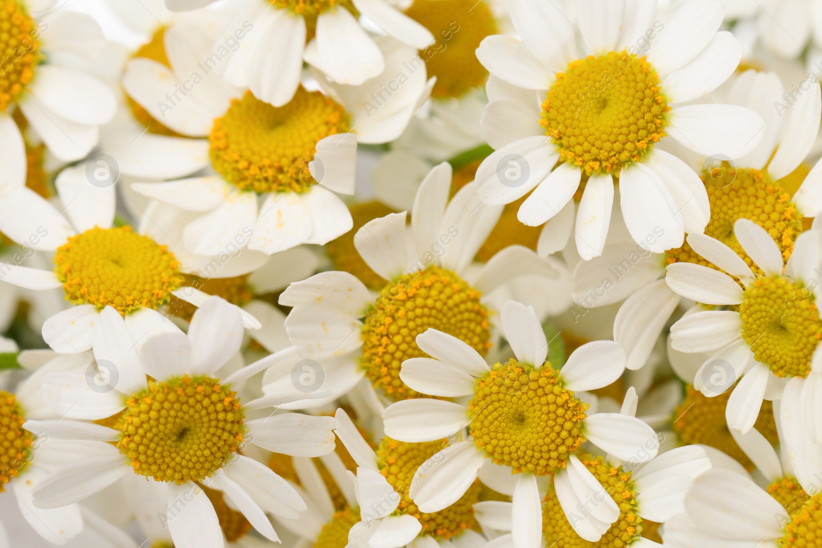 Photo of Many beautiful blooming chamomiles as background, closeup