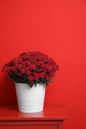 Photo of Pot with beautiful chrysanthemum flowers on cabinet against red background. Space for text