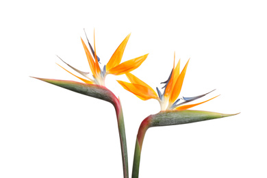 Bird of Paradise tropical flowers isolated on white