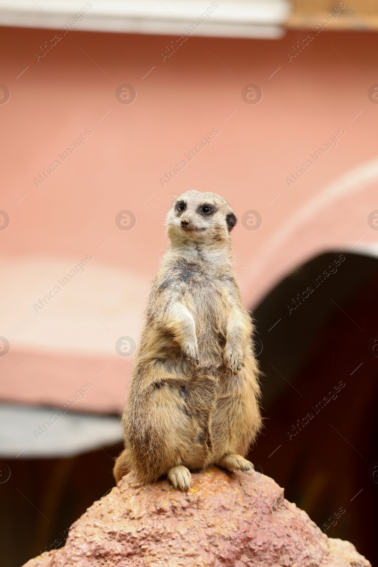 Photo of Cute meerkat in zoo enclosure. Exotic animal