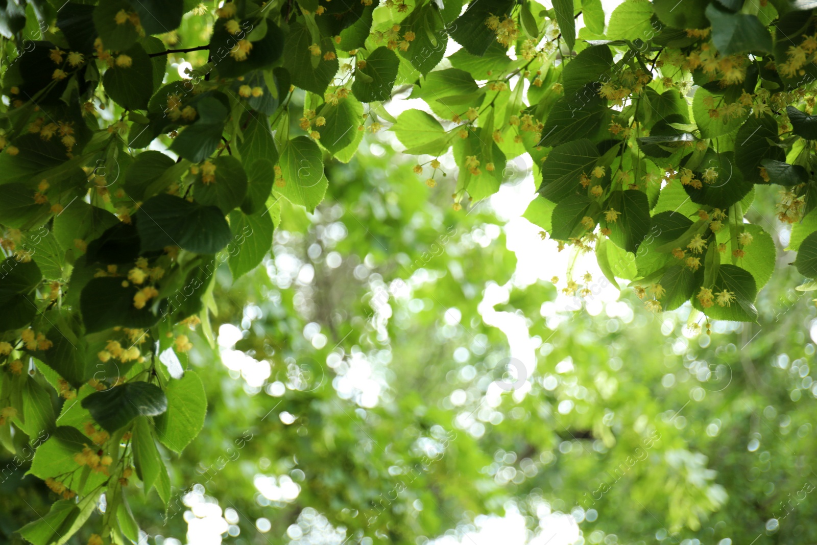 Photo of Closeup view of linden tree with fresh young green leaves and blossom outdoors on spring day