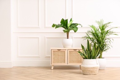 Photo of Different beautiful indoor plants and wooden commode near white wall in room. House decoration