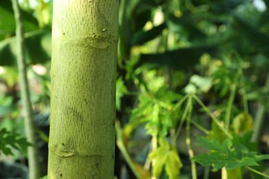 Photo of Green trunk of banana tree growing outdoors, closeup. Space for text