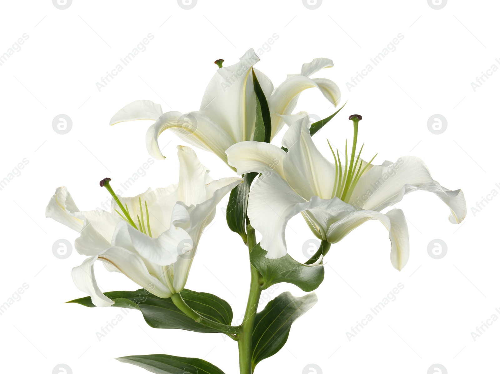 Photo of Beautiful lilies on white background. Funeral flowers