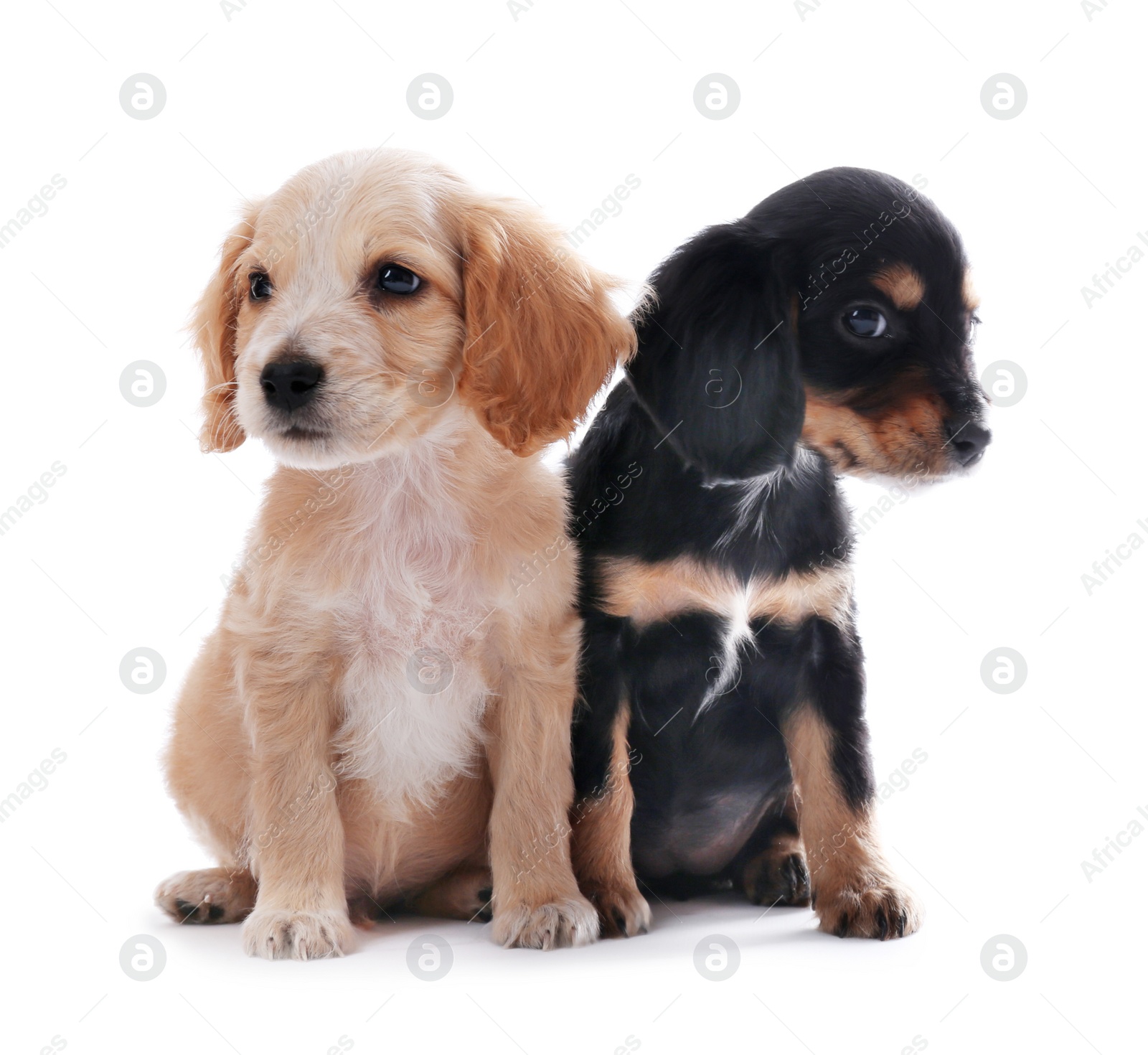 Photo of Cute English Cocker Spaniel puppies on white background