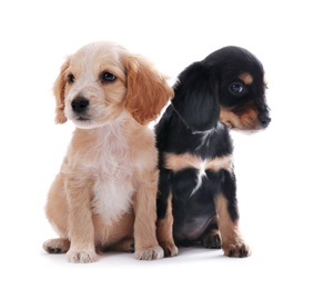 Cute English Cocker Spaniel puppies on white background