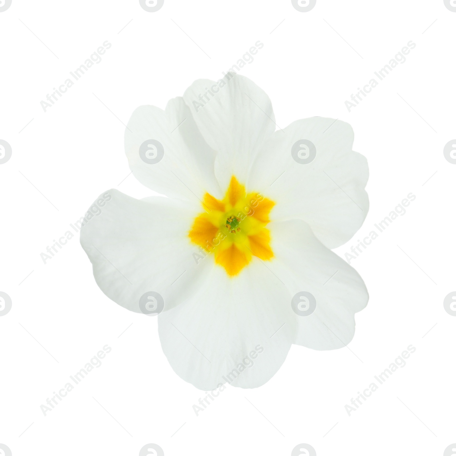 Photo of Beautiful primula (primrose) flower isolated on white. Spring blossom