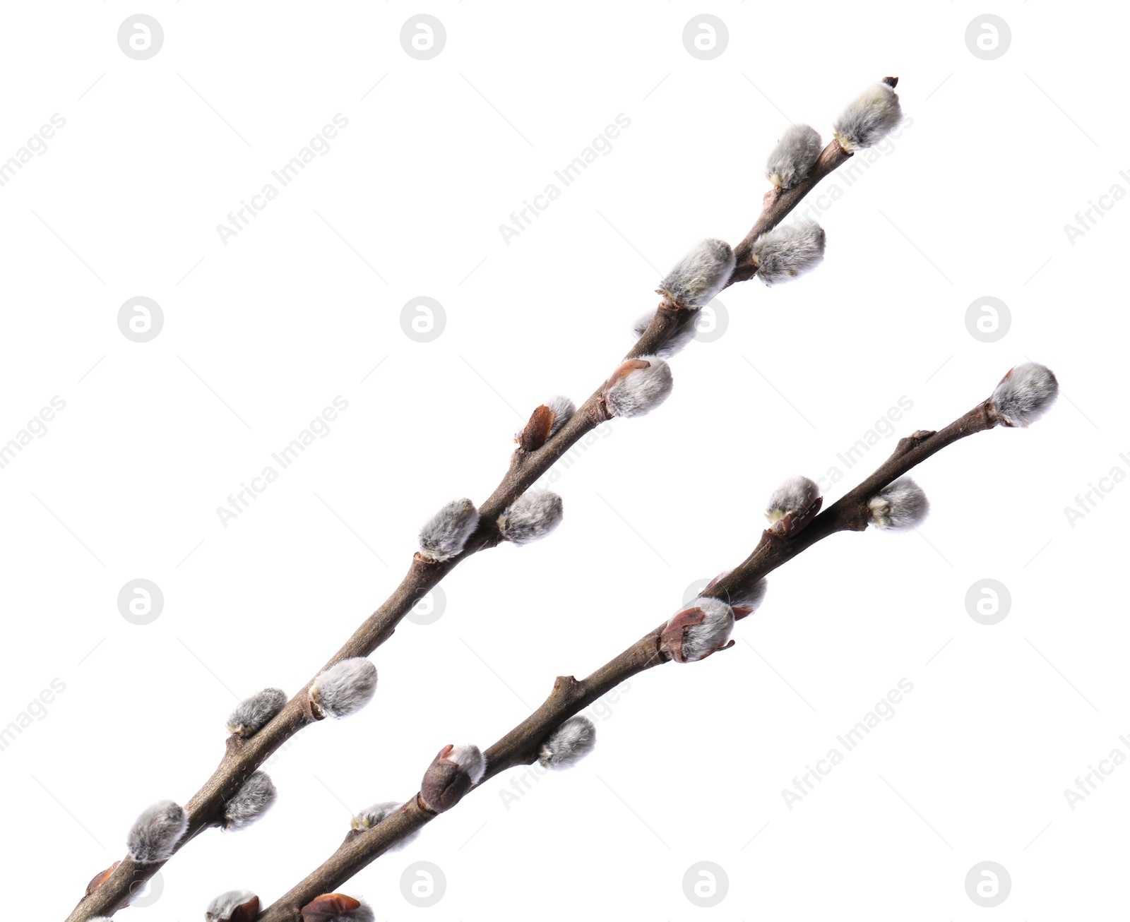 Photo of Beautiful blooming willow branches isolated on white