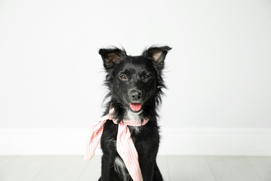 Cute black dog with neckerchief near light wall in room