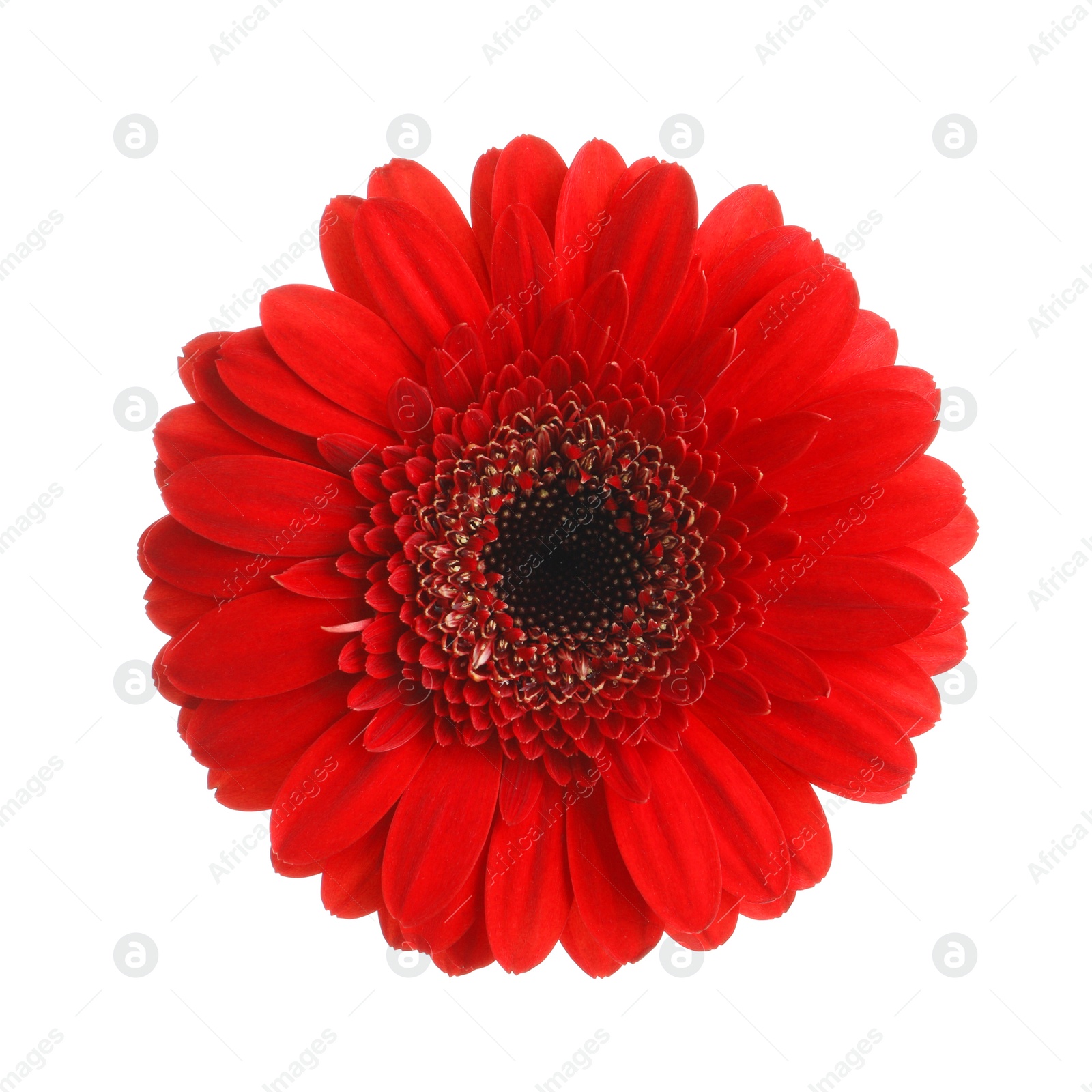 Photo of Beautiful red gerbera flower on white background