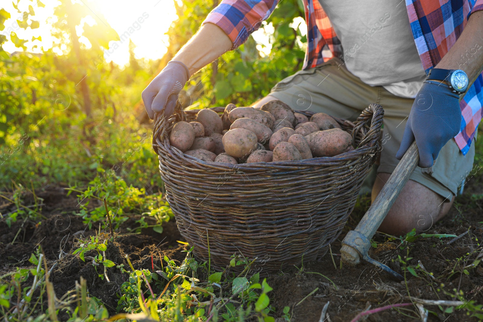 Photo of Man harvesting fresh ripe potatoes on farm, closeup