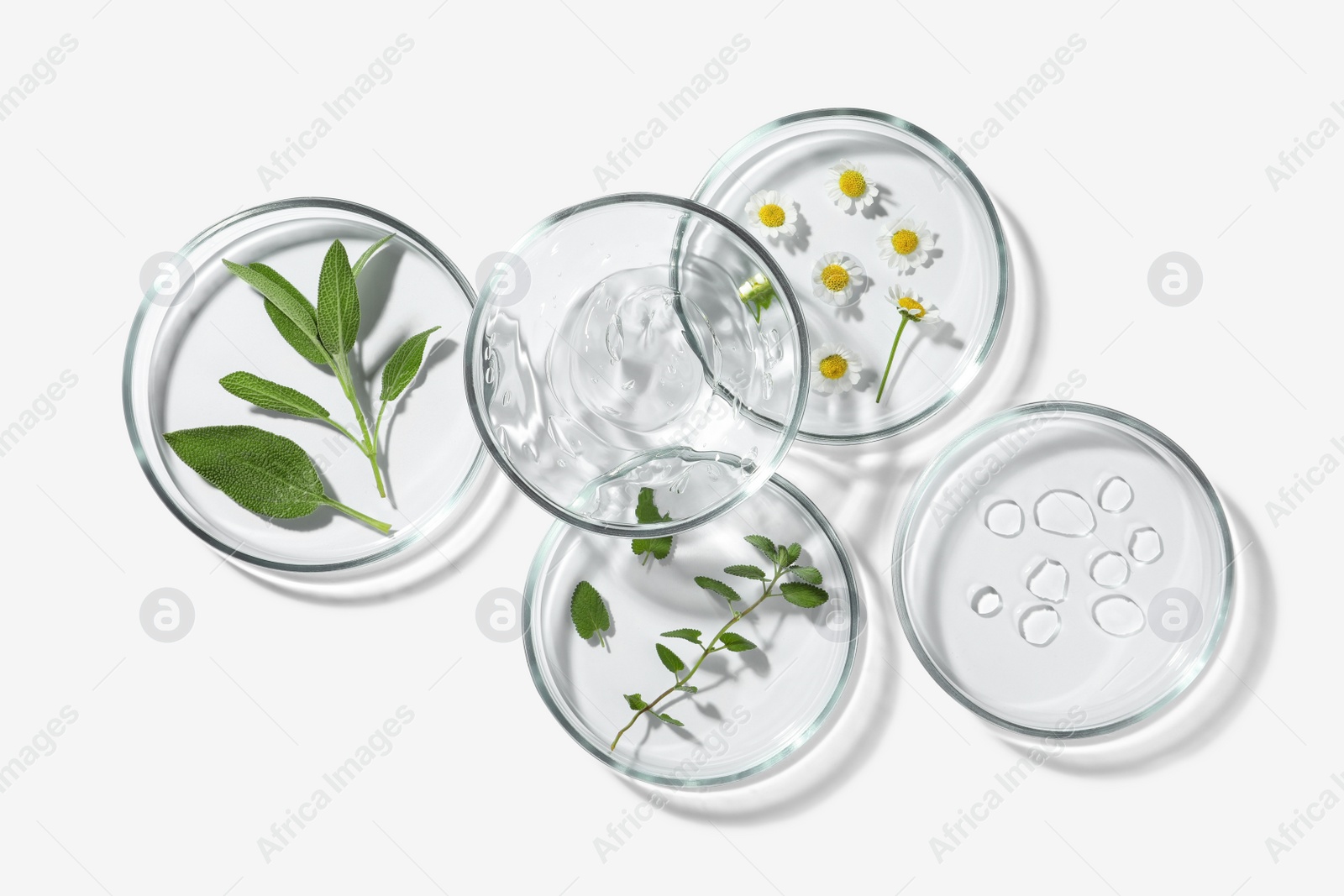 Photo of Petri dishes with different plants and cosmetic products on white background, top view