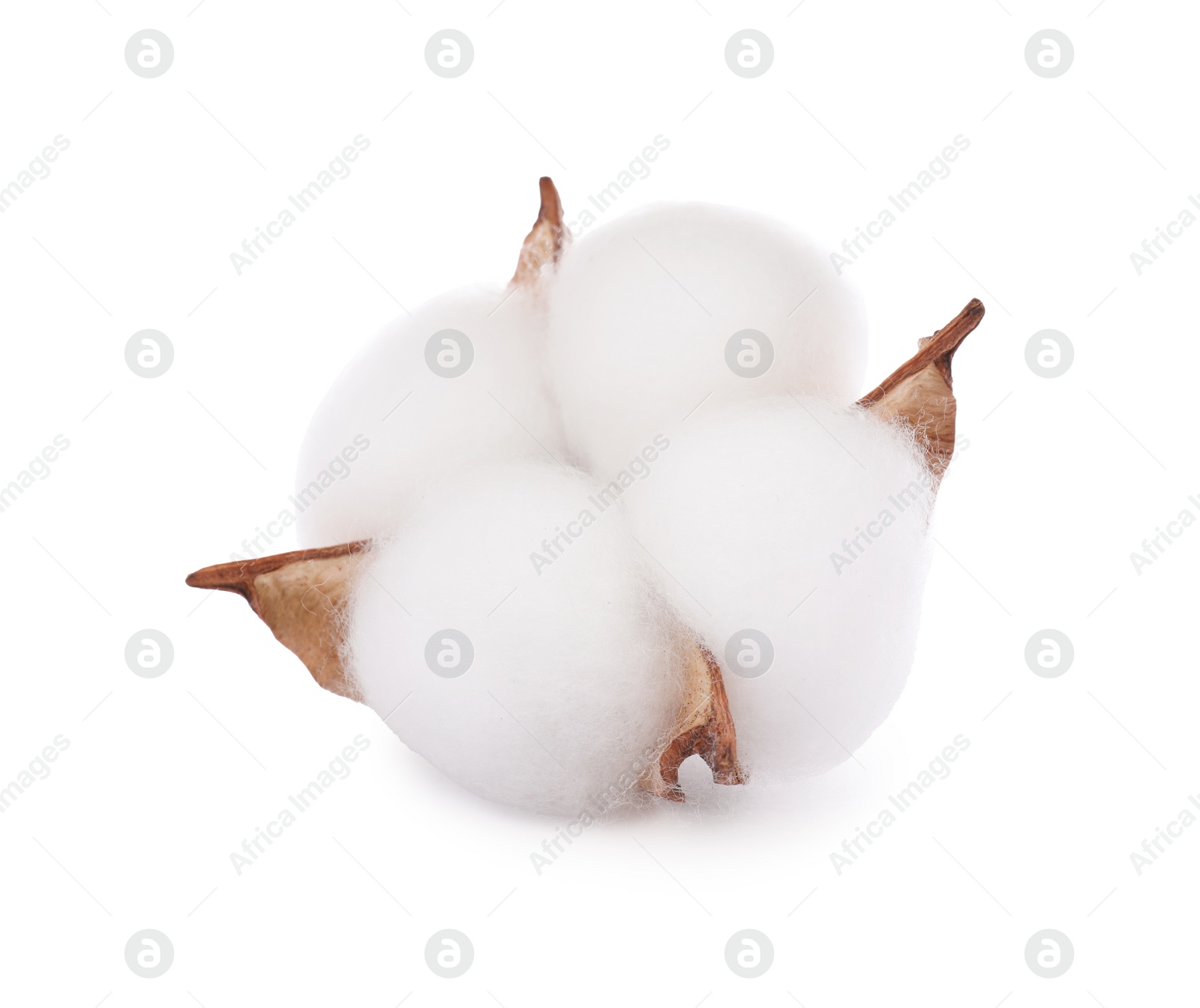 Photo of Beautiful fluffy cotton flower isolated on white