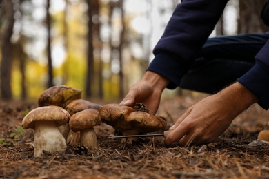 Photo of Man picking mushrooms in autumn forest, closeup
