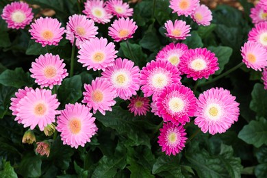 Photo of Gerbera plant with pink flowers as background, closeup
