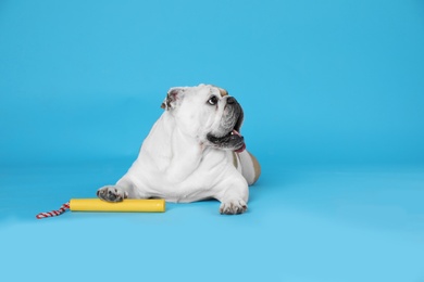 Photo of Adorable funny English bulldog with toy on light blue background. Space for text