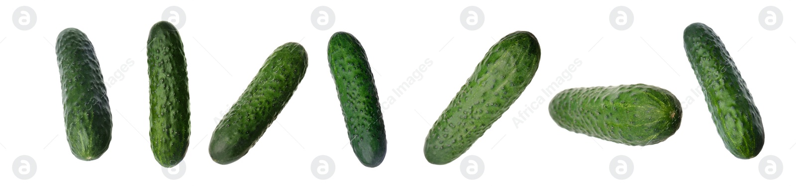 Set with whole ripe cucumbers on white background. Banner design Image of Set with whole ripe cucumbers on white background. Banner design
