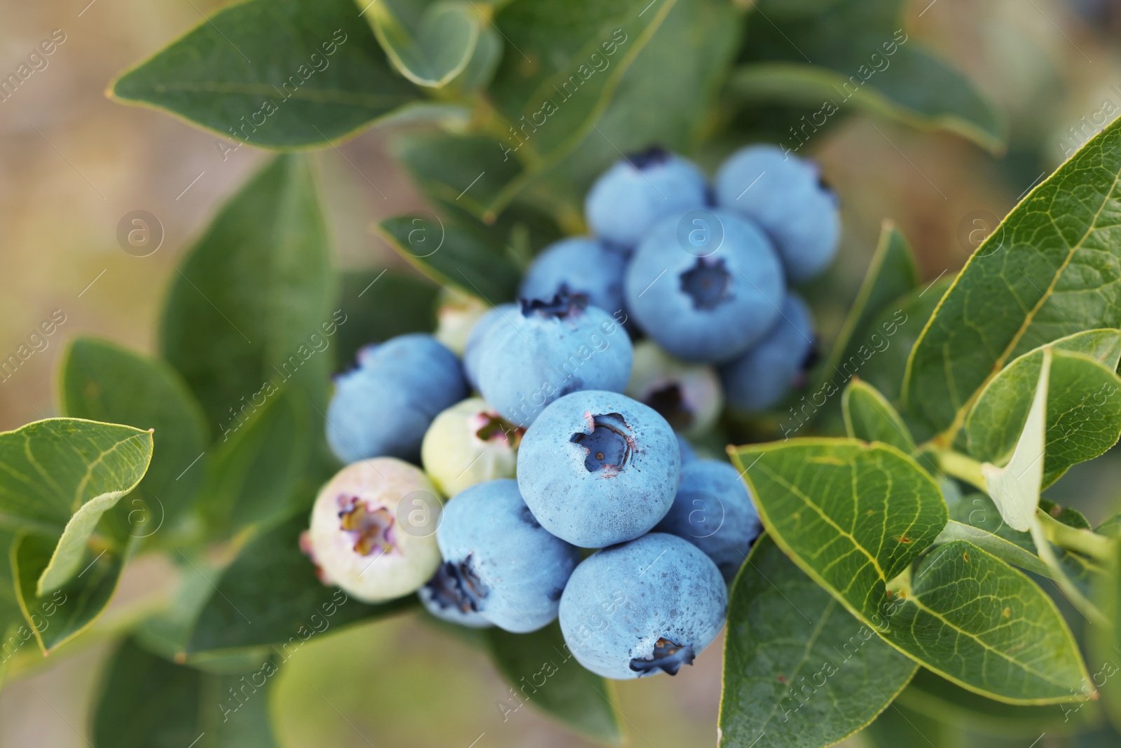 Photo of Wild blueberries growing outdoors, closeup. Seasonal berries