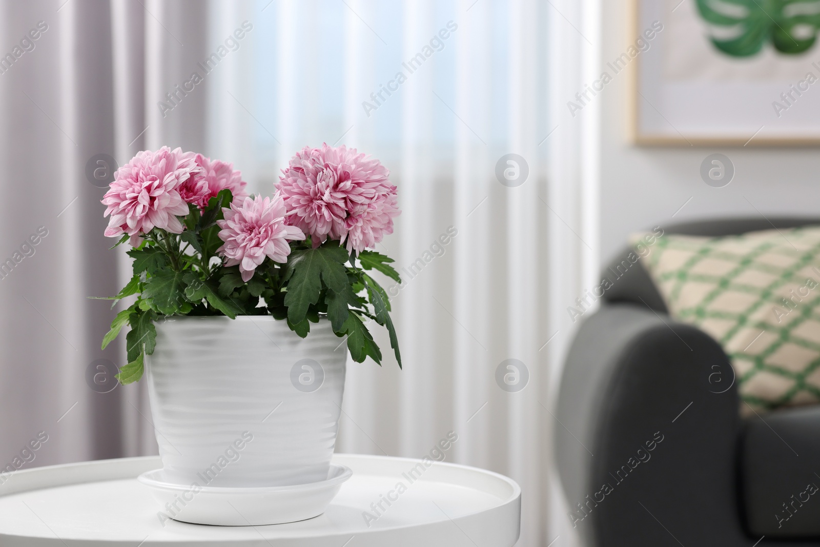 Photo of Beautiful chrysanthemum plant in flower pot on white table in room, space for text