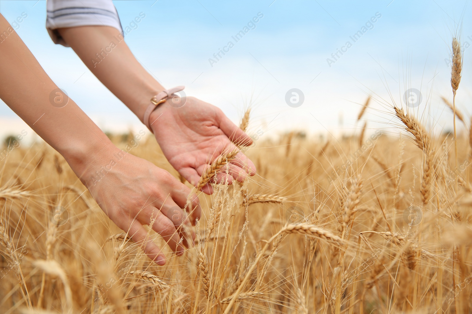 Photo of Young agronomist in grain field. Cereal farming