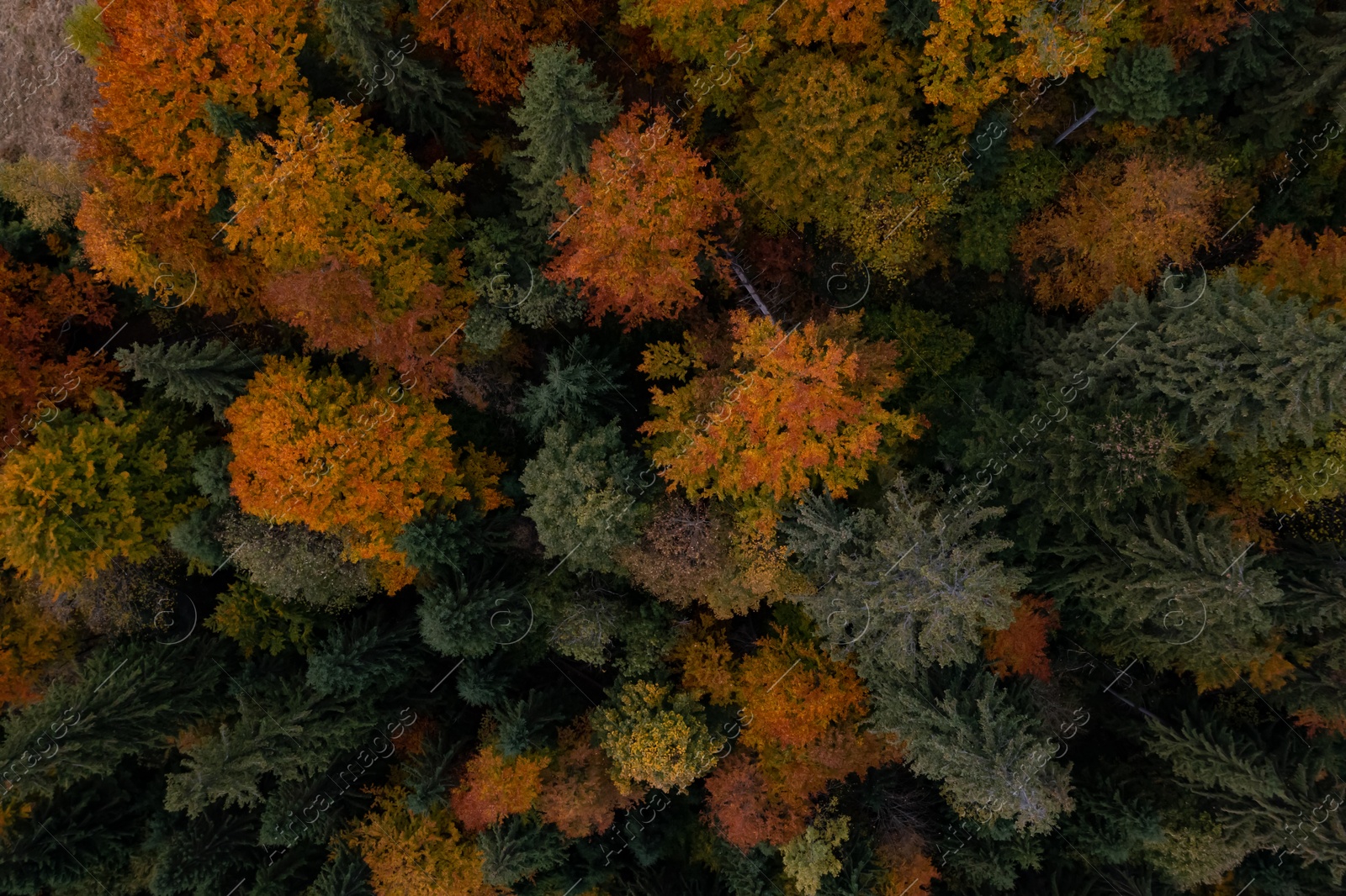 Image of Aerial view of beautiful forest on autumn day