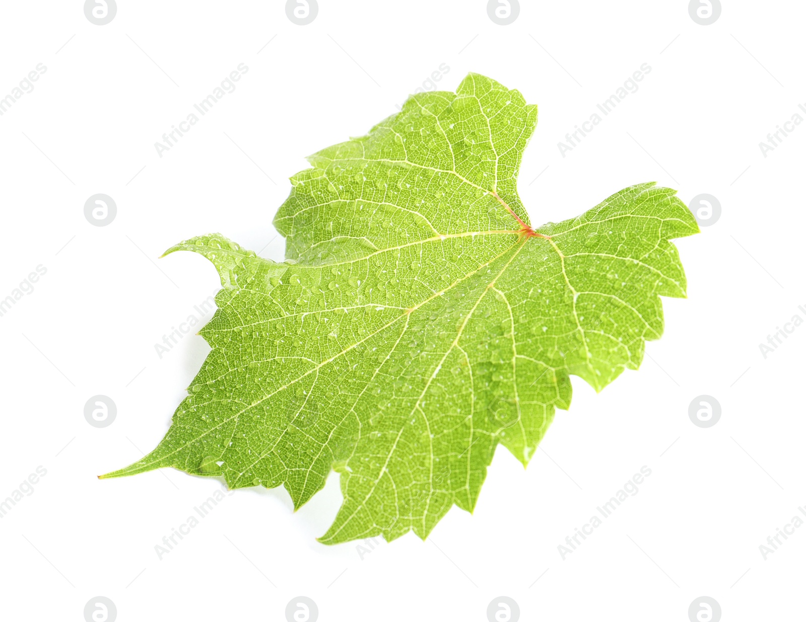 Photo of Fresh green grape leaf on white background