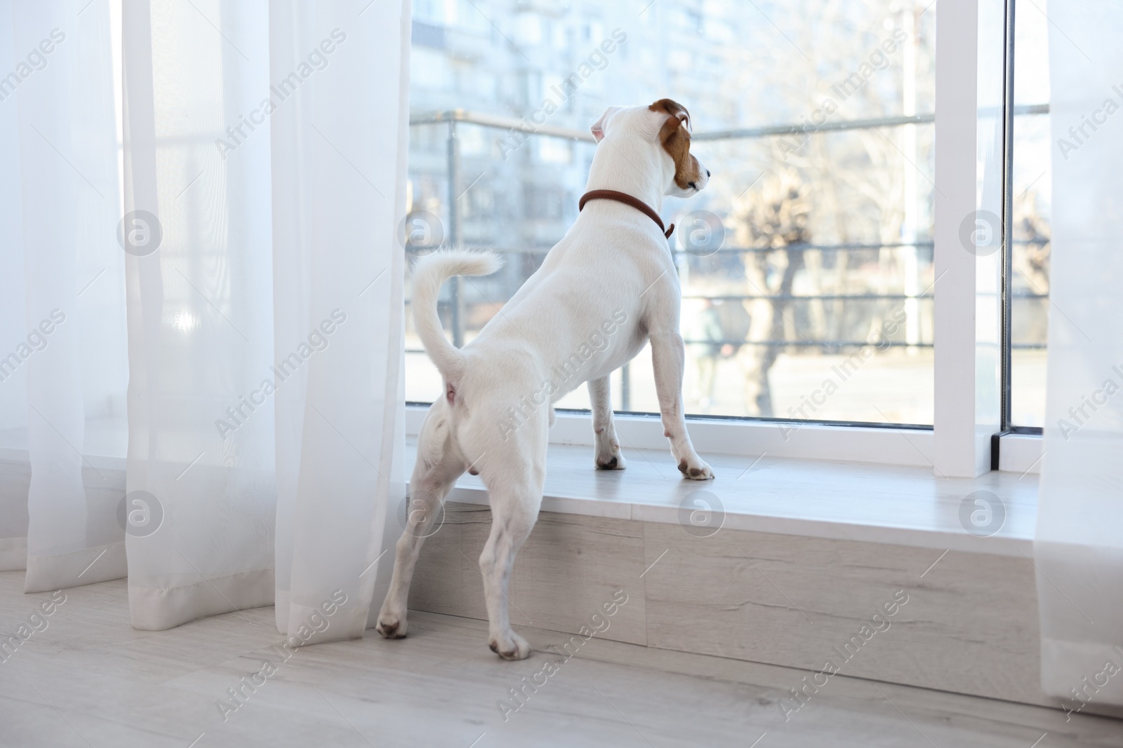 Photo of Cute Jack Russell Terrier on windowsill indoors