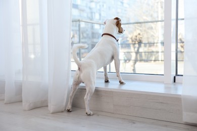 Photo of Cute Jack Russell Terrier on windowsill indoors