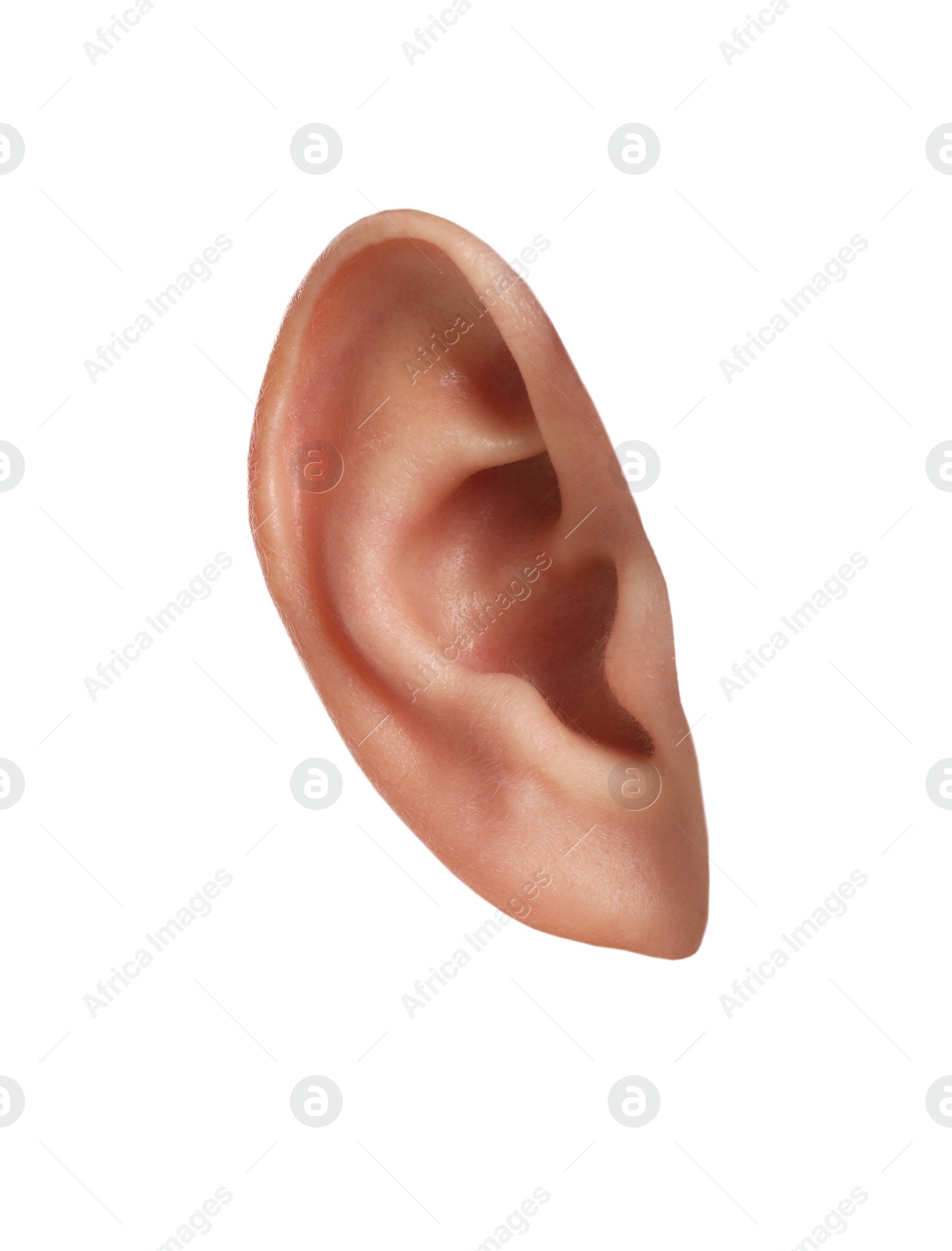 Image of Human ear isolated on white. Organ of hearing and balance