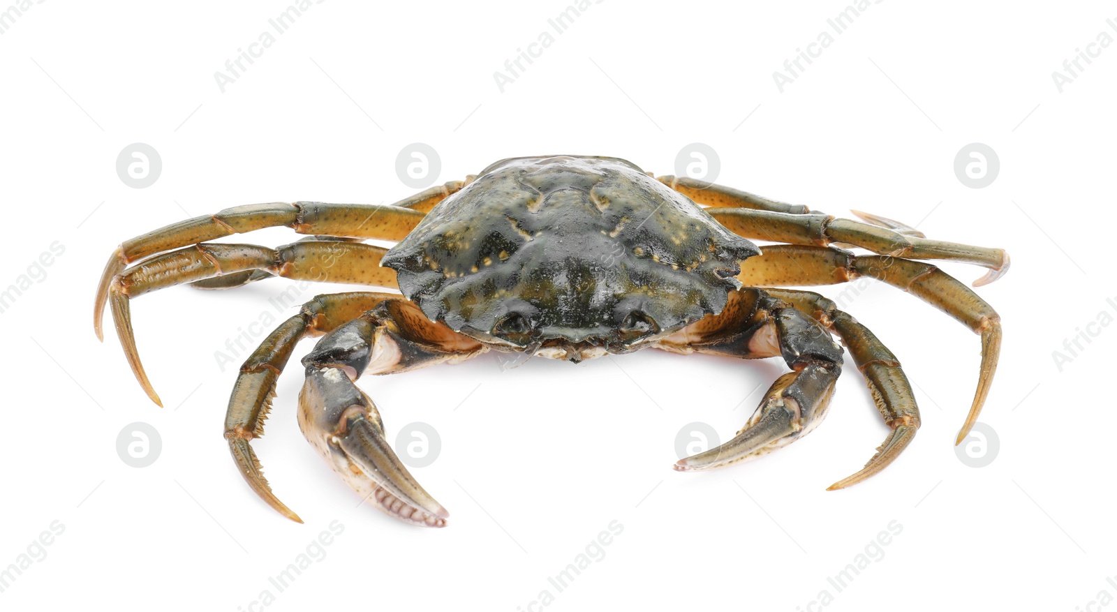 Photo of One fresh raw crab isolated on white