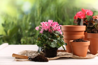 Photo of Beautiful flowers, pots and trowel on white wooden table outdoors. Space for text