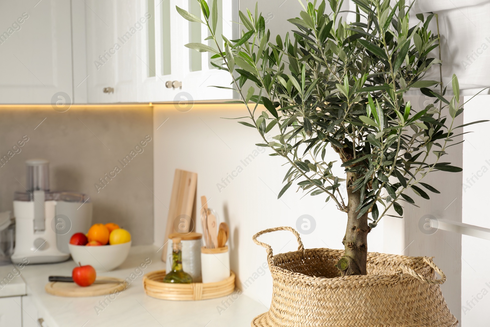 Photo of Beautiful potted olive tree on white countertop in stylish kitchen