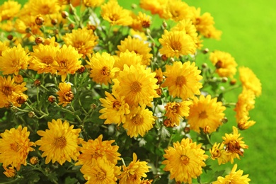 Photo of Beautiful chrysanthemum flowers on bright background, closeup view